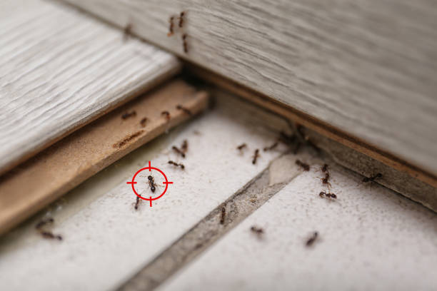 Best Mosquito Control Services  in Newark, DE