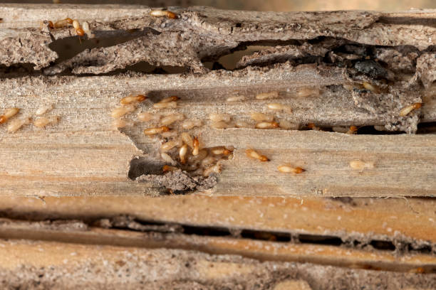 Best Affordable Pest Control Services  in Newark, DE